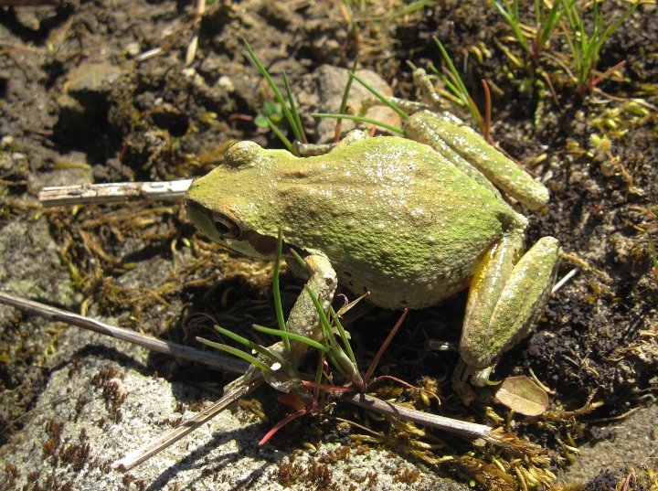Pacific Chorus Frog